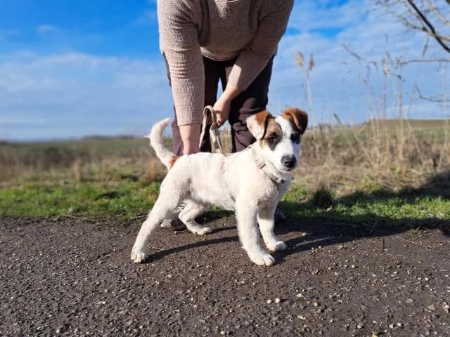 I (Ι), male puppy Mixed Breed for adoption at Fellengel in Not e.V., Vaterstetten