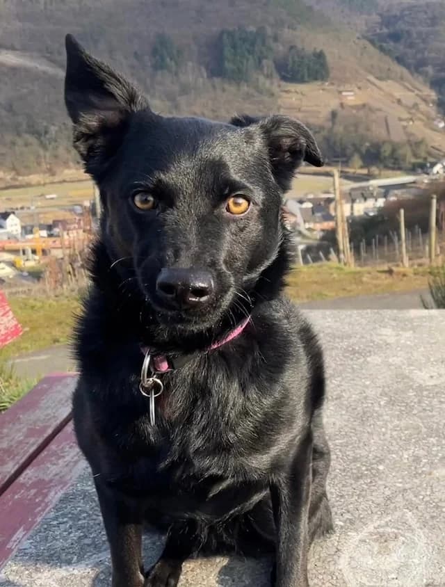 Ellie, female Mixed Breed for adoption at Fellengel in Not e.V., Vaterstetten