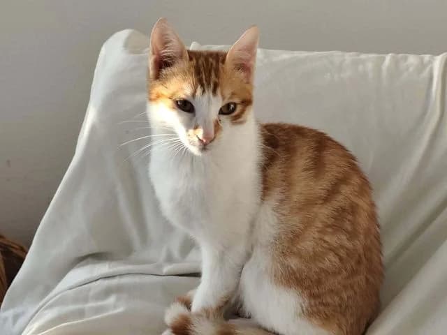Pumpkin, puppy Mixed Breed for adoption at Fellengel in Not e.V., Vaterstetten