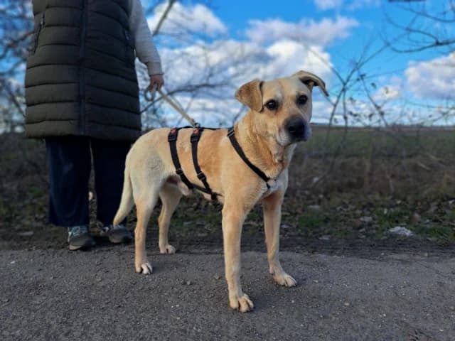 Bodza, male senior Mixed Breed for adoption at Fellengel in Not e.V., Vaterstetten
