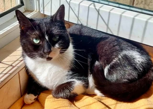 Lara, 3yo Mixed Breed for adoption at Fellengel in Not e.V., Vaterstetten