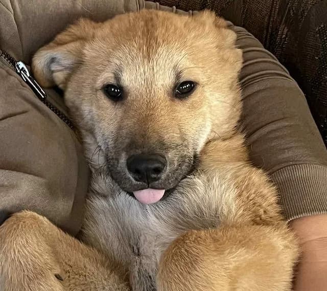 Bruno, male puppy Mixed Breed for adoption at Fellengel in Not e.V., Vaterstetten