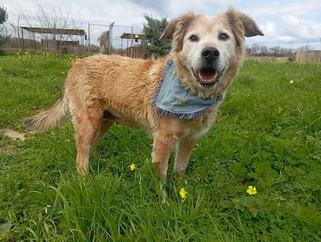 Laourita, female senior Mixed Breed for adoption at Fellengel in Not e.V., Vaterstetten