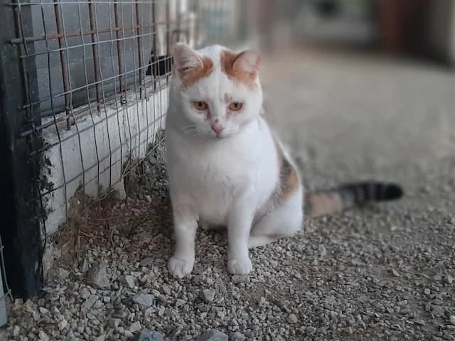 Labubu, 4yo Mixed Breed for adoption at Fellengel in Not e.V., Vaterstetten