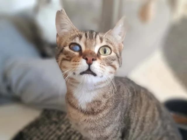 Pelvi,  puppy Mixed Breed for adoption at Fellengel in Not e.V., Vaterstetten