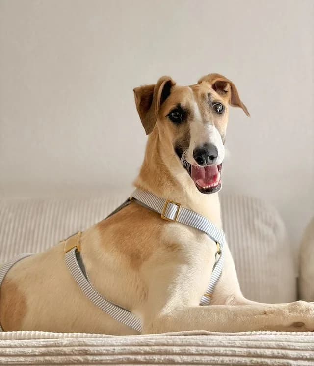 Siggi, male puppy Mixed Breed for adoption at Fellengel in Not e.V., Vaterstetten