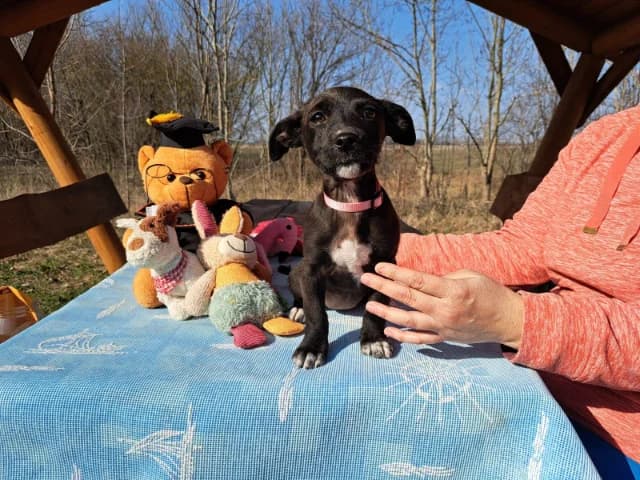 Berta, female puppy Mixed Breed for adoption at Fellengel in Not e.V., Vaterstetten