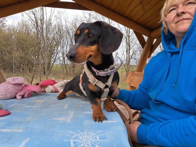 I (Ι), female young Mixed Breed for adoption at Fellengel in Not e.V., Vaterstetten