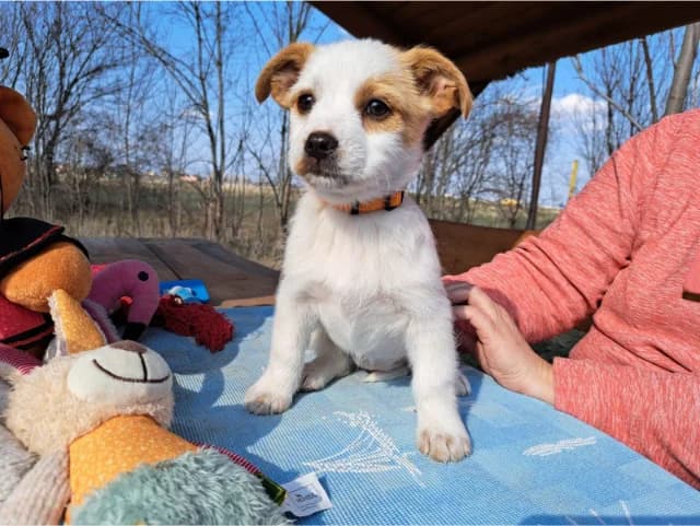 Ida, female puppy Mixed Breed for adoption at Fellengel in Not e.V., Vaterstetten