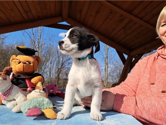 Michel, male puppy Mixed Breed for adoption at Fellengel in Not e.V., Vaterstetten