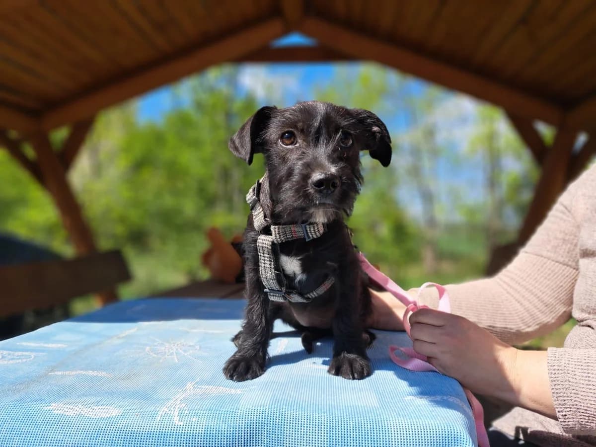 Wilma, female puppy Mixed Breed for adoption at Fellengel in Not e.V., Vaterstetten