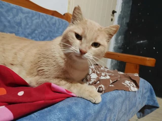 Cappuccino,  Mixed Breed for adoption at Fellengel in Not e.V.