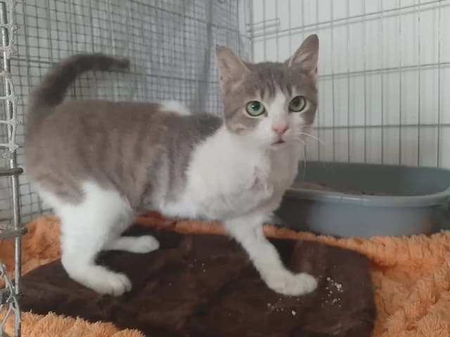 Aelia,  puppy Mixed Breed for adoption at Fellengel in Not e.V., Vaterstetten