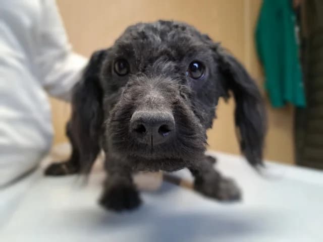 Mimi, female young Mixed Breed for adoption at Fellengel in Not e.V., Vaterstetten