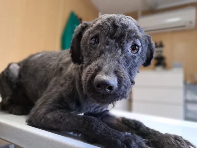 Momo, male young Mixed Breed for adoption at Fellengel in Not e.V., Vaterstetten