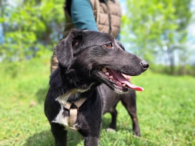 Micky, male young Mixed Breed for adoption at Fellengel in Not e.V., Vaterstetten