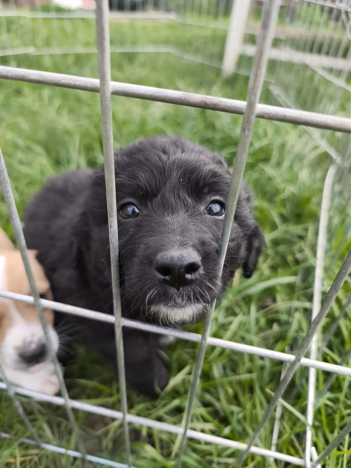I (Ι), female puppy Mixed Breed for adoption at Fellengel in Not e.V., Vaterstetten