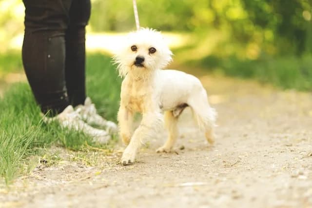 I (Ι), male 6yo Mixed Breed for adoption at Fellengel in Not e.V., Vaterstetten