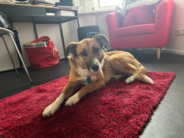 Rhaza, female 5yo Mixed Breed for adoption at Fellengel in Not e.V., Vaterstetten