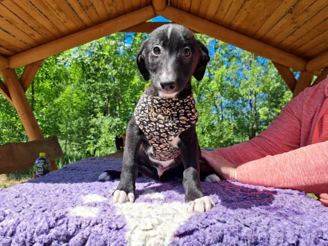 Cosimo, male puppy Mixed Breed for adoption at Fellengel in Not e.V., Vaterstetten