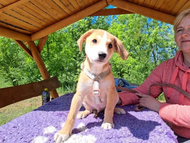 Cooper, male puppy Mixed Breed for adoption at Fellengel in Not e.V., Vaterstetten