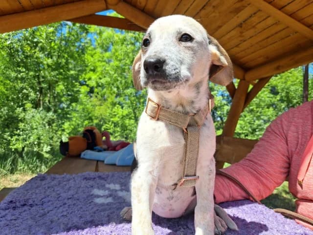 Cloé, female puppy Mixed Breed for adoption at Fellengel in Not e.V., Vaterstetten