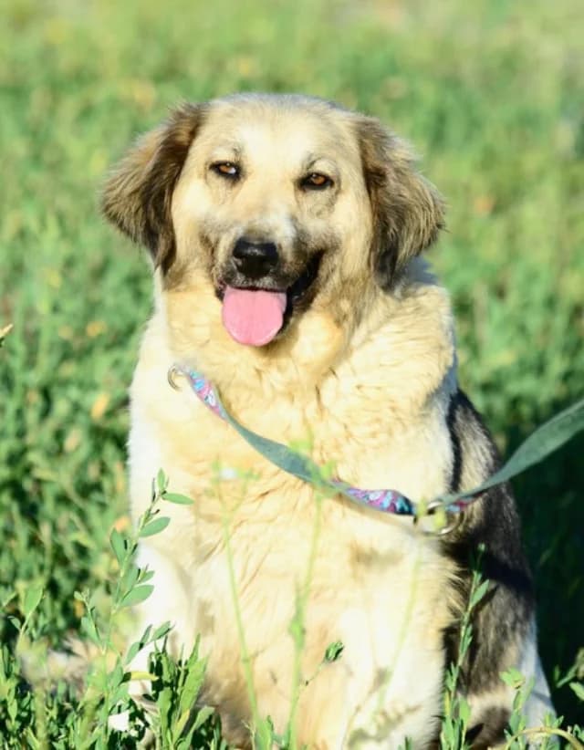 Lassy, female 4yo Mixed Breed for adoption at Fellengel in Not e.V., Vaterstetten