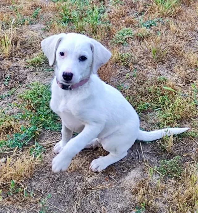 Avra, female puppy Mixed Breed for adoption at Fellengel in Not e.V., Vaterstetten