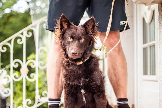 Berni, male young Mixed Breed for adoption at Fellengel in Not e.V., Vaterstetten