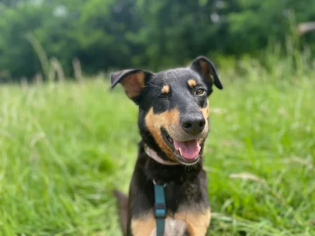 Susanna, female 5yo Mixed Breed for adoption at Fellengel in Not e.V., Vaterstetten