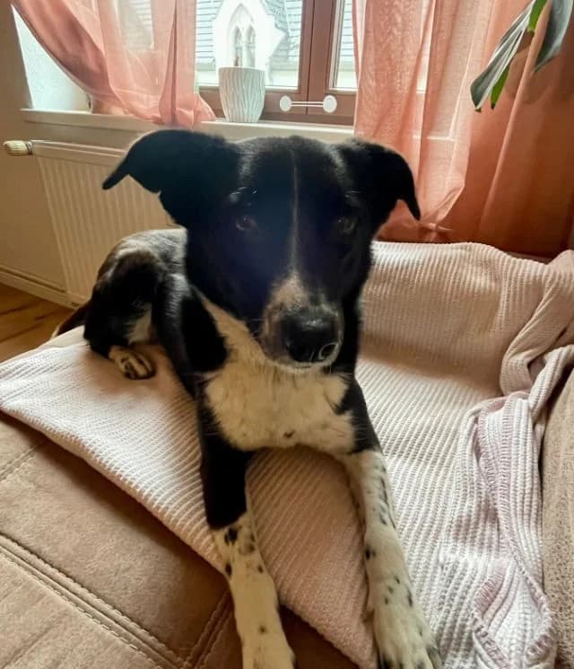 Aira, female Mixed Breed for adoption at Fellengel in Not e.V., Vaterstetten