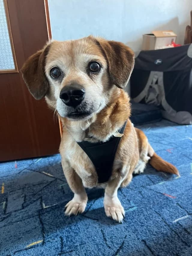 Charlie, male senior Mixed Breed for adoption at Fellengel in Not e.V., Vaterstetten