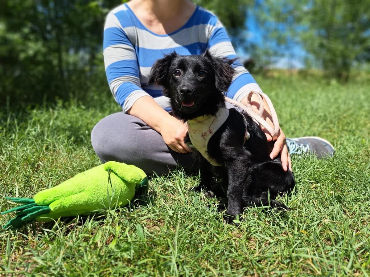 Nelly, female puppy Mixed Breed for adoption at Fellengel in Not e.V., Vaterstetten