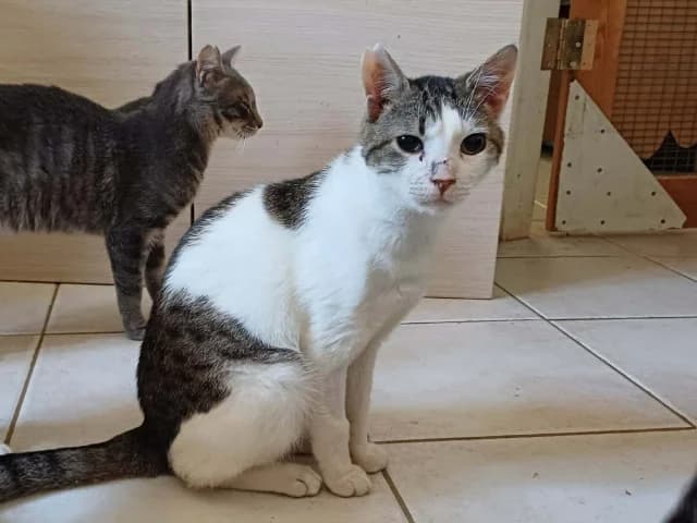 Vasilis, 3yo Mixed Breed for adoption at Fellengel in Not e.V., Vaterstetten