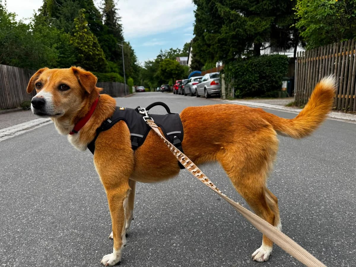 Nele, female 5yo Mixed Breed for adoption at Fellengel in Not e.V., Vaterstetten