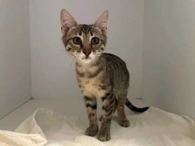 Glammy, Mixed Breed (Fellengel in Not e.V.)