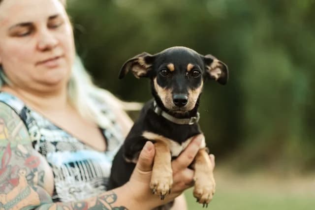 Vera, female puppy Mixed Breed for adoption at Fellengel in Not e.V., Vaterstetten