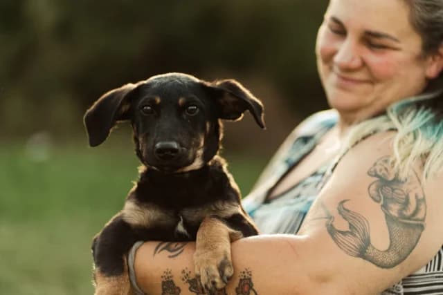 Tony Dackelmischlingsrüde mit Schicksal, male puppy Mixed Breed for adoption at Fellengel in Not e.V., Vaterstetten