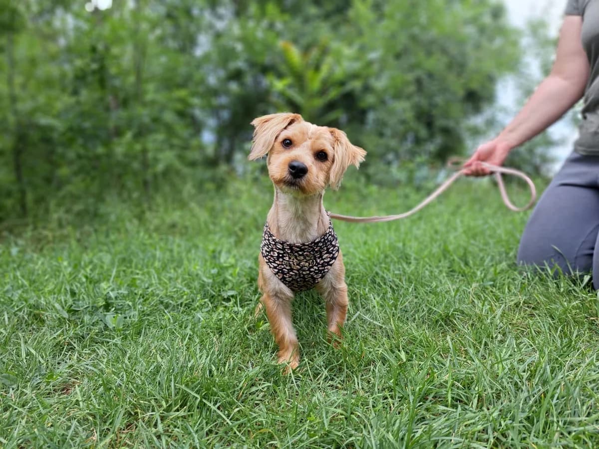 Marci, male young Mixed Breed for adoption at Fellengel in Not e.V., Vaterstetten