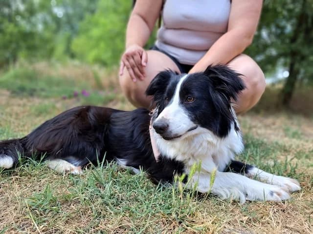 Molly, female 4yo Mixed Breed for adoption at Fellengel in Not e.V., Vaterstetten