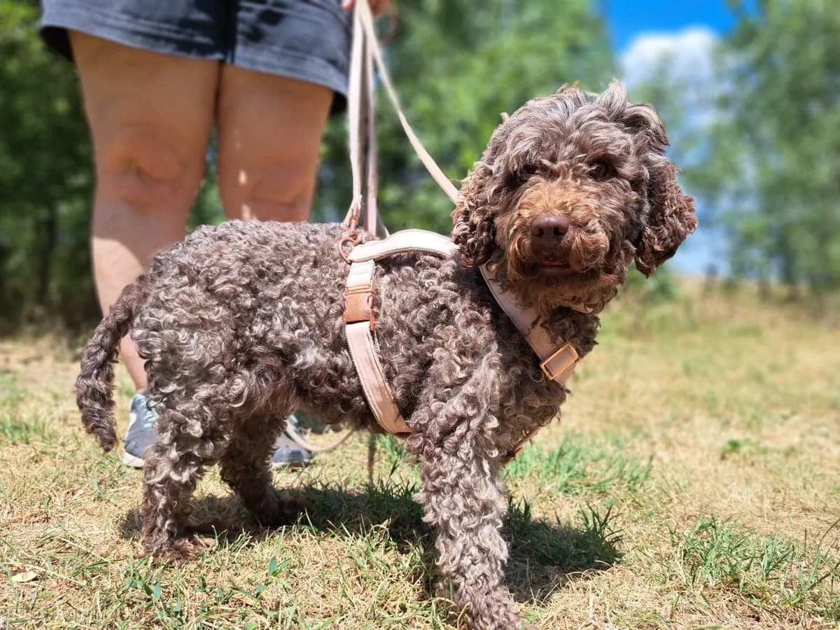 I (Ι), female 3yo Mixed Breed for adoption at Fellengel in Not e.V., Vaterstetten