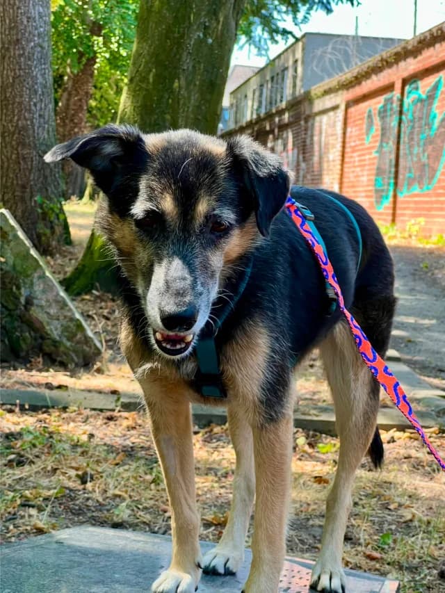 Frumpy, female Mixed Breed for adoption at Fellengel in Not e.V., Vaterstetten