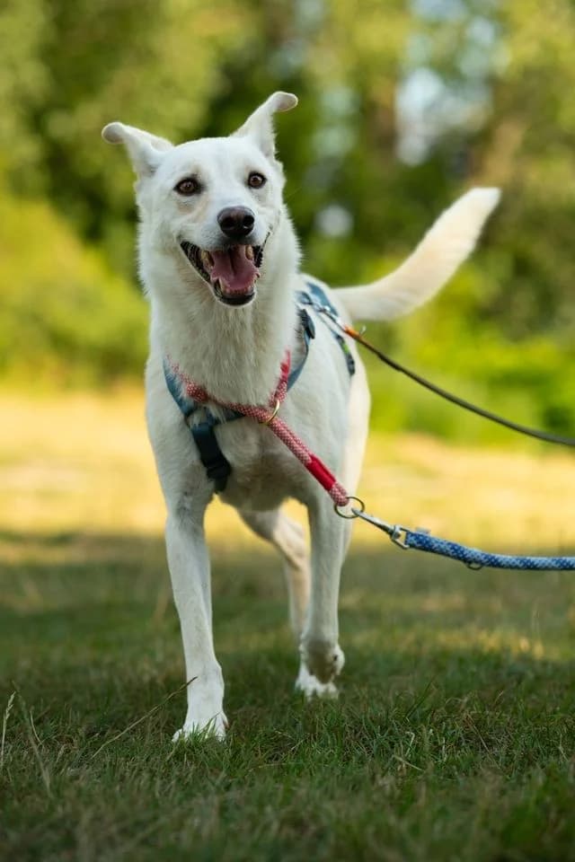I (Ι), female Mixed Breed for adoption at Fellengel in Not e.V., Vaterstetten