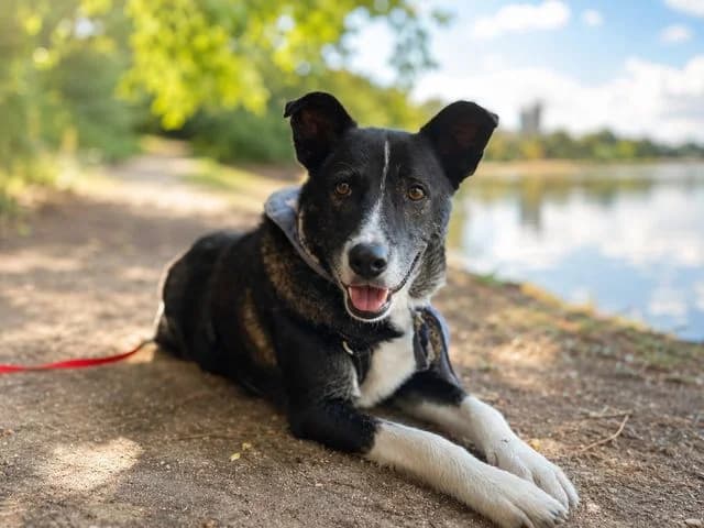 Sarin, Mixed Breed (Fellengel in Not e.V.)
