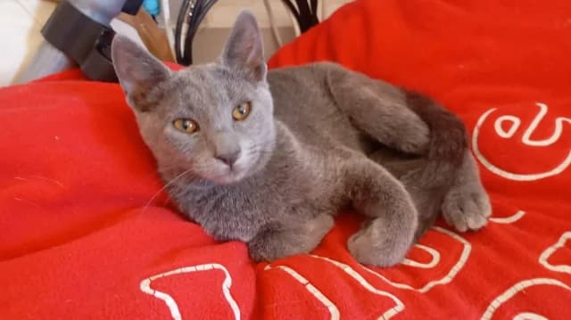 Mochi, puppy Mixed Breed for adoption at Fellengel in Not e.V., Vaterstetten