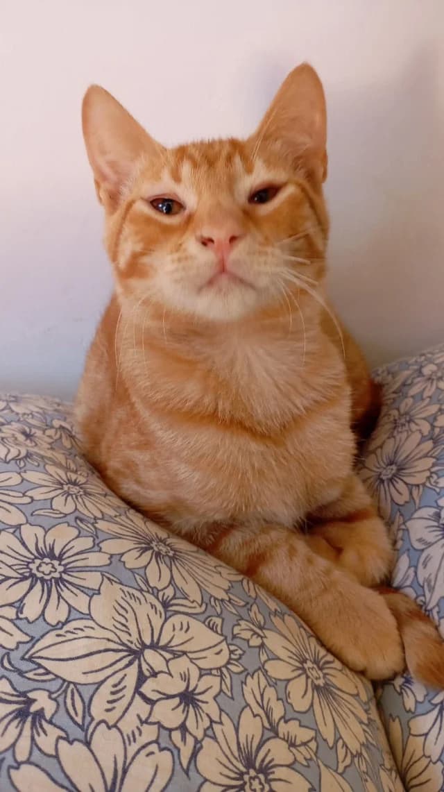 Ginger, puppy Mixed Breed for adoption at Fellengel in Not e.V., Vaterstetten