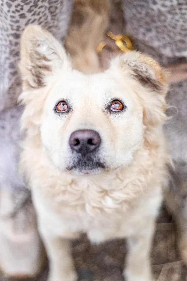 Emil, male 3yo Mixed Breed for adoption at Fellengel in Not e.V., Vaterstetten