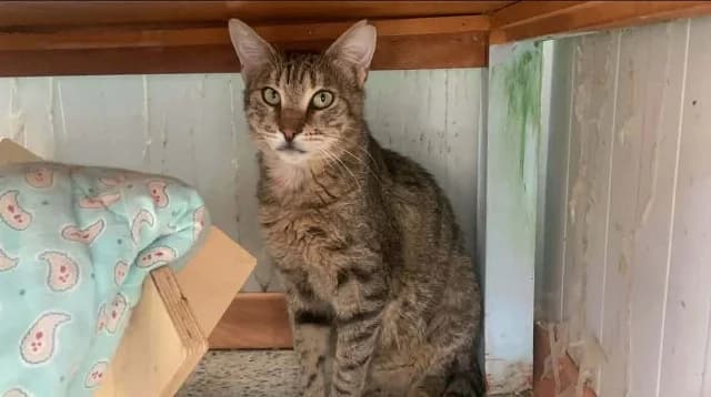 Florios, 4yo Mixed Breed for adoption at Fellengel in Not e.V., Vaterstetten