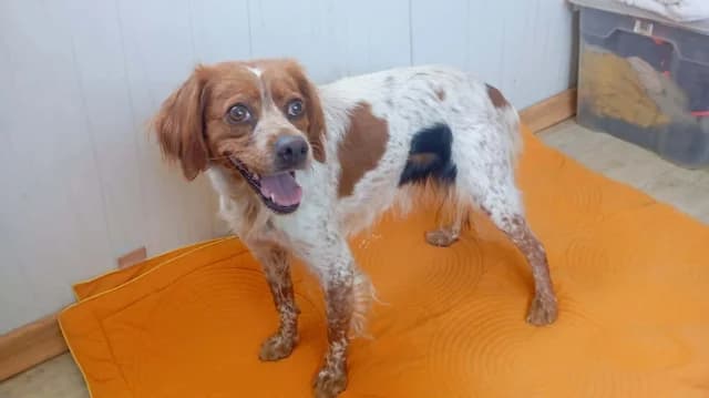 Odessa, female 3yo Mixed Breed for adoption at Fellengel in Not e.V., Vaterstetten