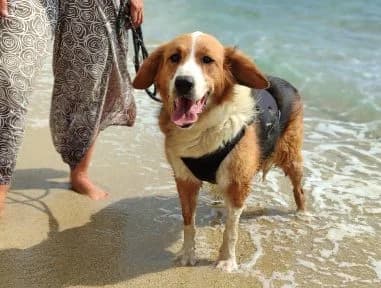 Iris, female senior Mixed Breed for adoption at Fellengel in Not e.V., Vaterstetten